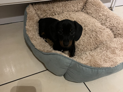 Adorable miniature Dachshund puppies in Laois