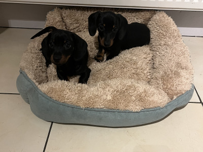 Adorable miniature Dachshund puppies in Laois