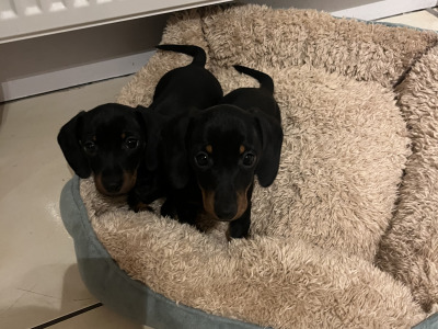 Adorable miniature Dachshund puppies in Laois