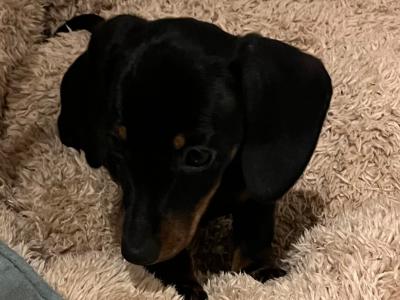 Adorable miniature Dachshund puppies in Laois