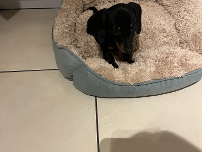 Adorable miniature Dachshund puppies in Laois