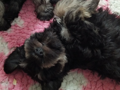 IKC registered (pending) Miniature Schnauzer puppies in Cavan