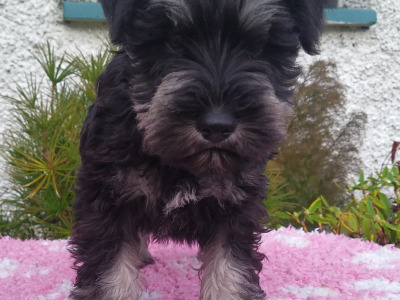 IKC registered (pending) Miniature Schnauzer puppies in Cavan