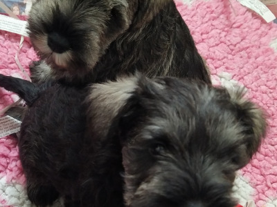 IKC registered (pending) Miniature Schnauzer puppies in Cavan