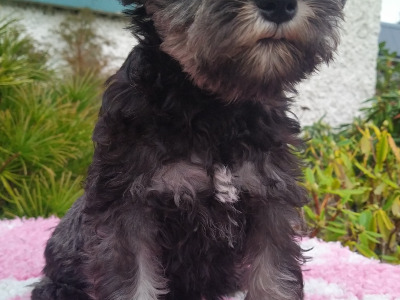 IKC registered (pending) Miniature Schnauzer puppies in Cavan