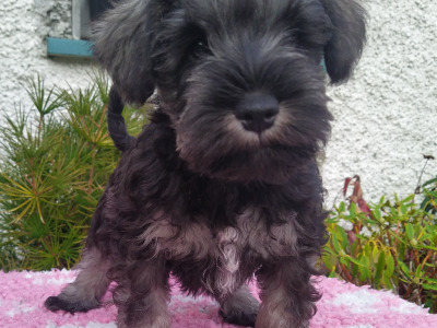 IKC registered (pending) Miniature Schnauzer puppies in Cavan