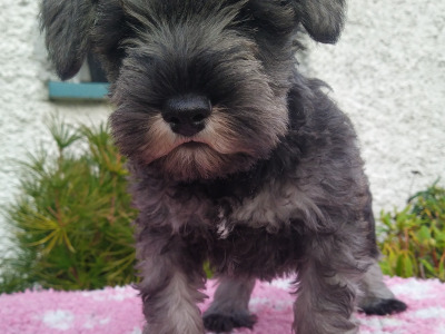IKC registered (pending) Miniature Schnauzer puppies in Cavan