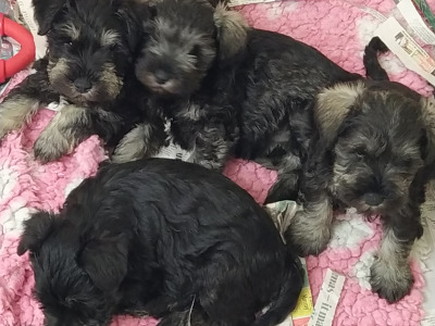 IKC registered (pending) Miniature Schnauzer puppies in Cavan