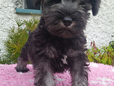 IKC registered (pending) Miniature Schnauzer puppies in Cavan