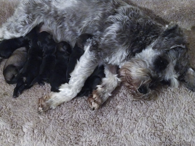 IKC registered (pending) Miniature Schnauzer puppies in Cavan
