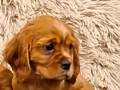 Cavalier King Charles puppies in Carlow