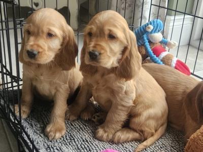 Cocker Spaniel pups