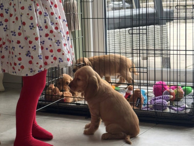 Cocker Spaniel pups