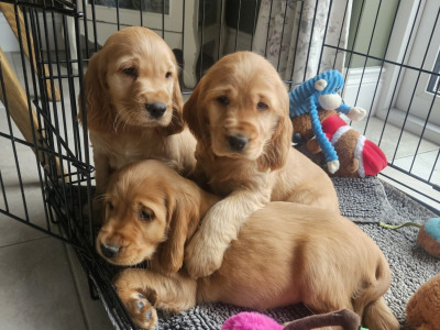 Cocker Spaniel pups