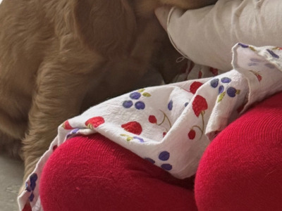 Cocker Spaniel pups