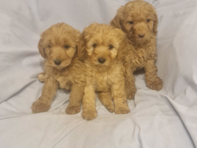 Gorgeous Cavapoo puppies