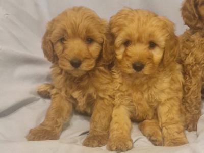 Gorgeous Cavapoo puppies