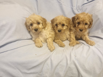 Gorgeous Cavapoo puppies
