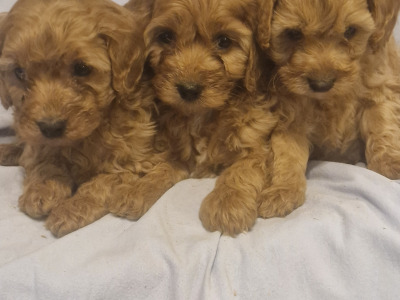 Gorgeous Cavapoo puppies