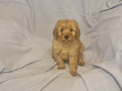 Gorgeous Cavapoo puppies