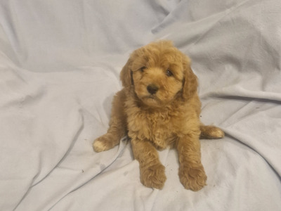 Gorgeous Cavapoo puppies