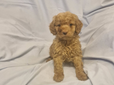 Gorgeous Cavapoo puppies