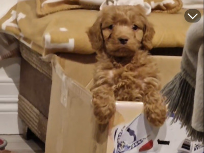 Gorgeous Cavapoo puppies