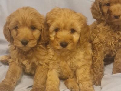 Gorgeous Cavapoo puppies