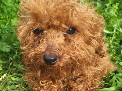 Tea cup size Cavapoos Puppies