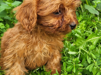 Tea cup size Cavapoos Puppies