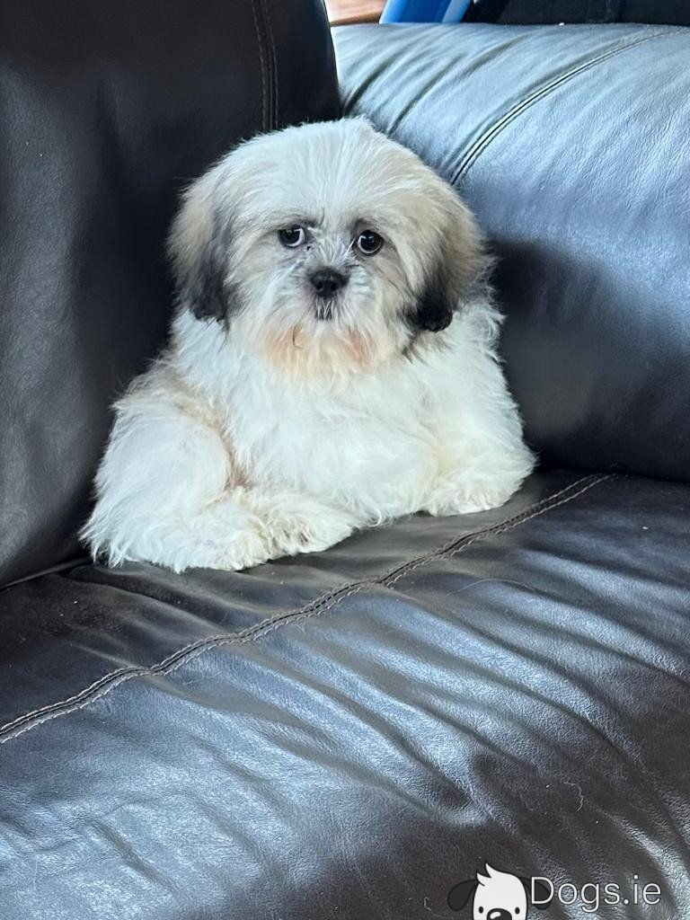 What Does A 4 Month Old Japanese Chin Puppy Like To Eat