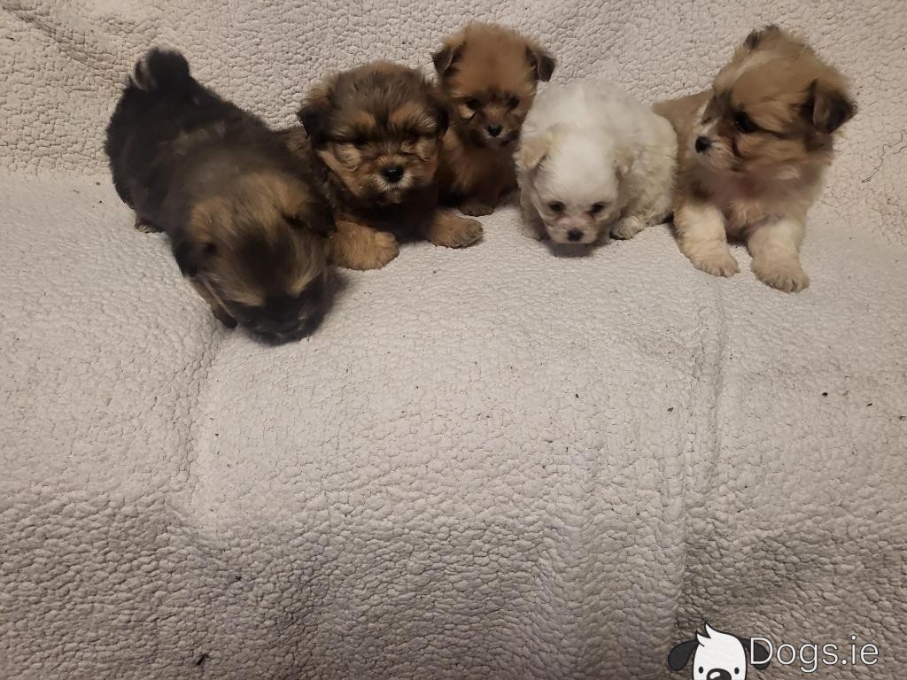 shih tzu x bichon frise puppies for sale