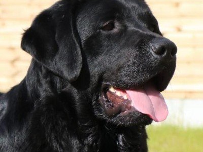 World Class Stud Dog,import,best Pedigree in Ireland!