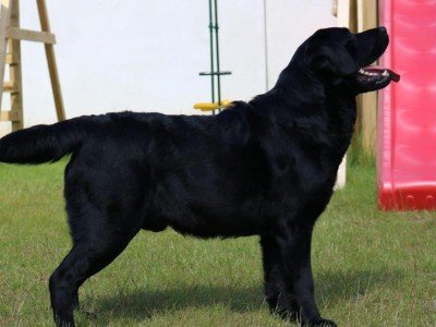 World Class Stud Dog,import,best Pedigree in Ireland!