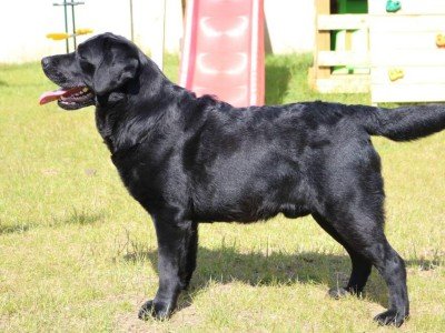World Class Stud Dog,import,best Pedigree in Ireland!