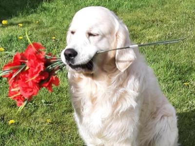 Timmy (BOB'S BAR) Golden Retriever, IKC registered