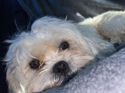 Maltese x Shih Tzu