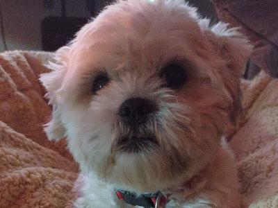 Maltese x Shih Tzu