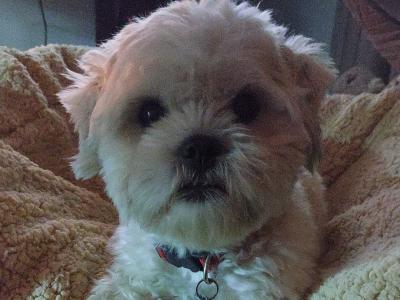 Maltese x Shih Tzu