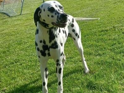 Apollo the Dalmatian stud dog