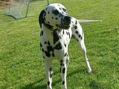 Apollo the Dalmatian stud dog