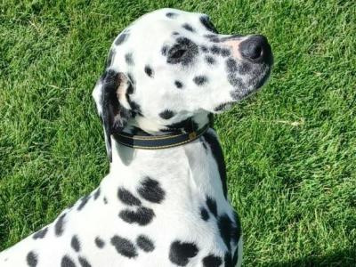 Apollo the Dalmatian stud dog