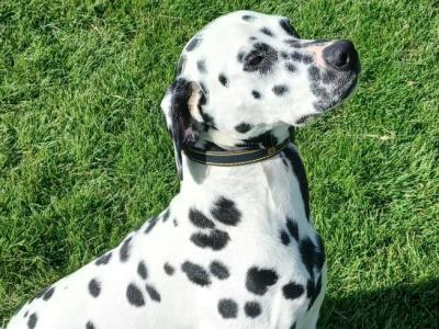 Apollo the Dalmatian stud dog