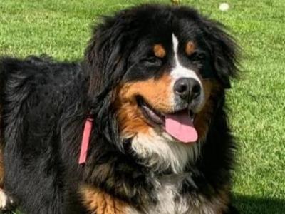 Cooper the IKC Bernese Mountain Dog