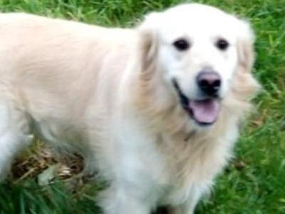 Golden Retriever for stud in Mayo
