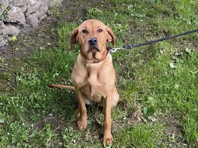 Hungarian Vizsla dogs for sale in Ireland