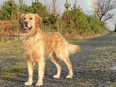Charlie - Proven Golden Retriever