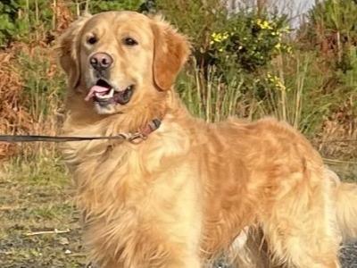 Charlie - Proven Golden Retriever