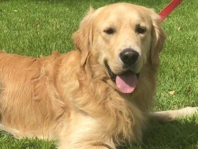 Charlie - Proven Golden Retriever