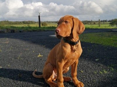 Hungarian Vizsla dogs for sale in Ireland